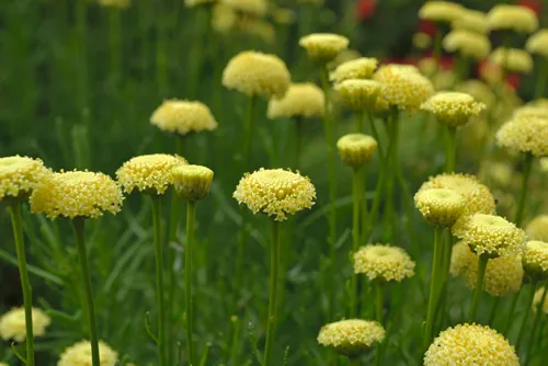 Santolina virens. Yellow flowers close up shot